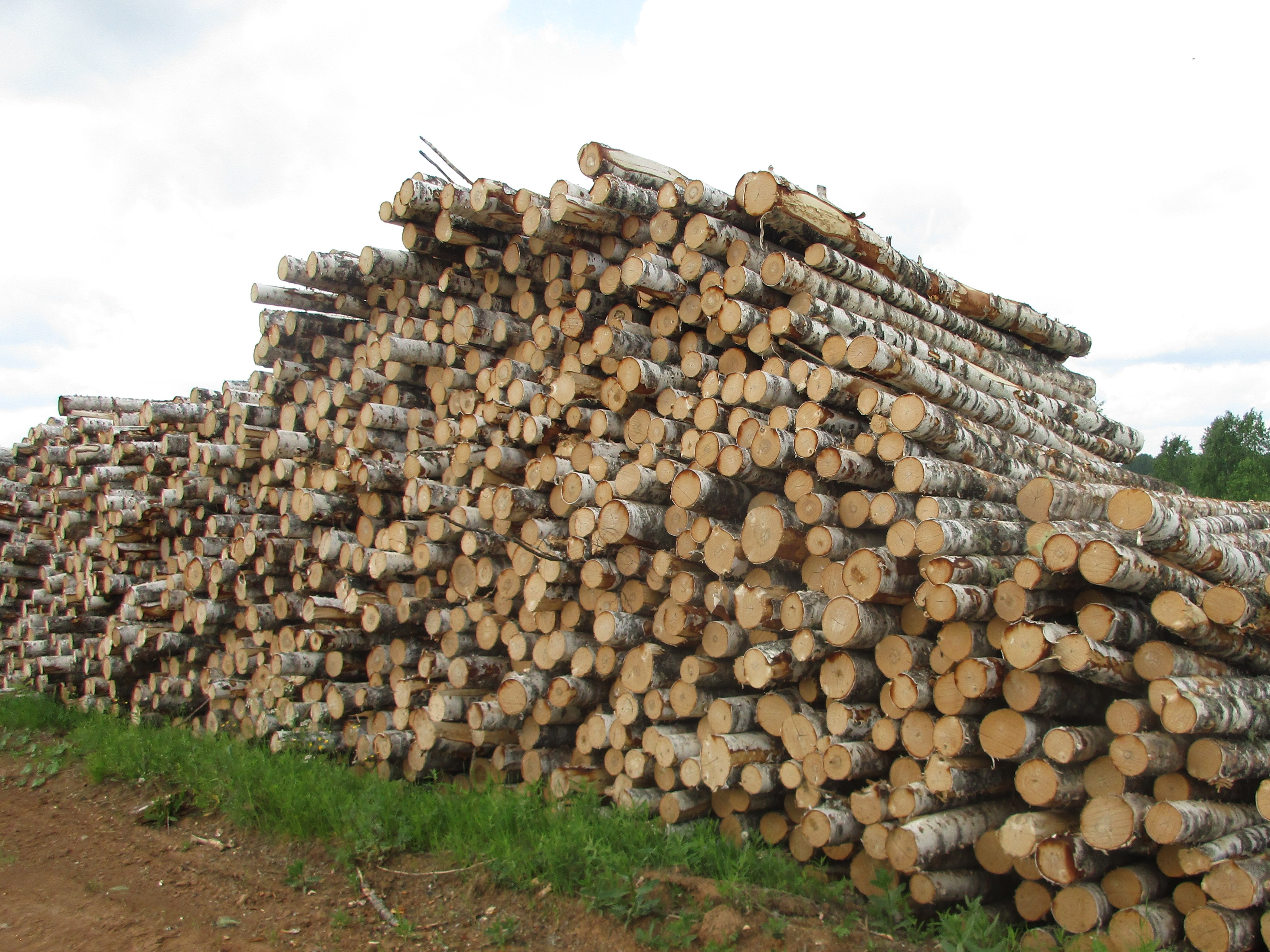 О предоставлении древесины пострадавшим от стихийных бедствий.